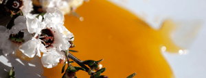 Qu'est-ce que le miel de Manuka