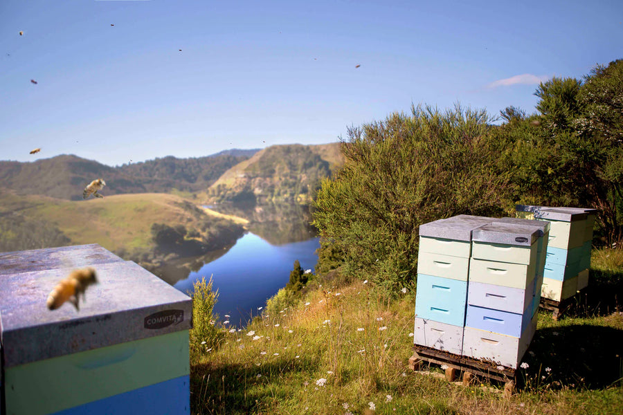Professional Comvita beekeepers managing hives